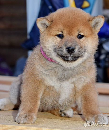 Сиба ину девочка