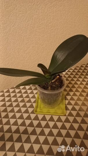 Орхидеи отцветашки