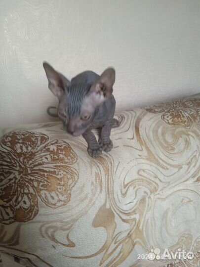 Котята сфинкс