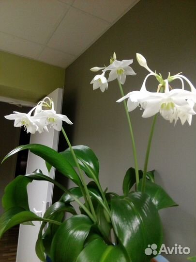 Комнатное растение Эухарис (амазонская лилия)