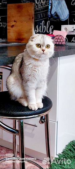 Шотландская кошка
