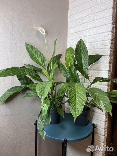 Спатифиллум diamond комнатные цветы