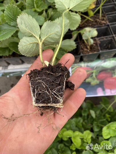 Рассада клубники альба,азия