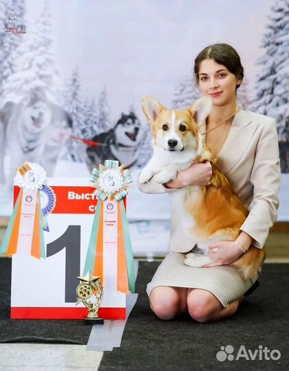 Подготовка к выставке / Хендлер