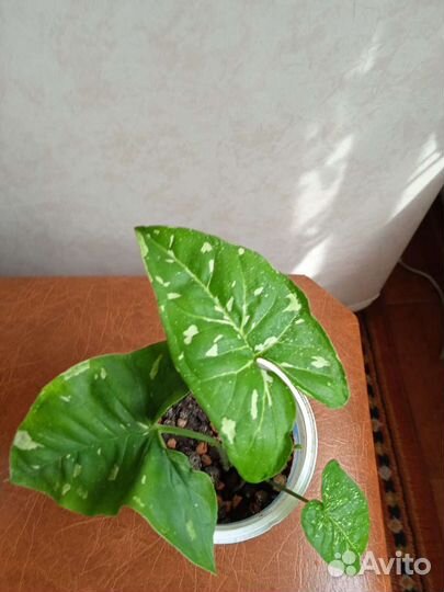 1 фото- Сингониум