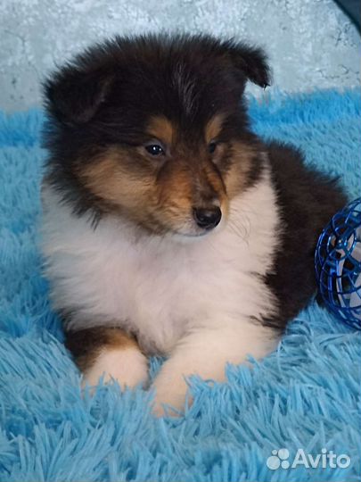 Щенки колли