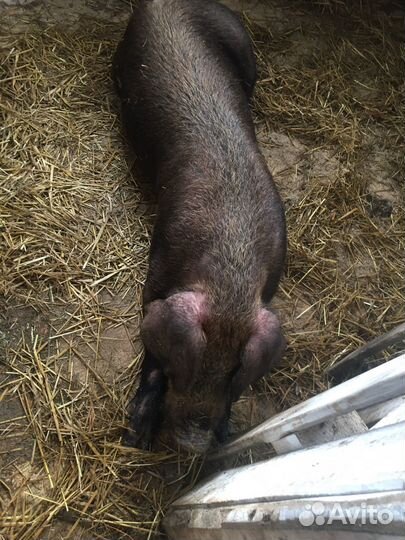 Услуги хряка