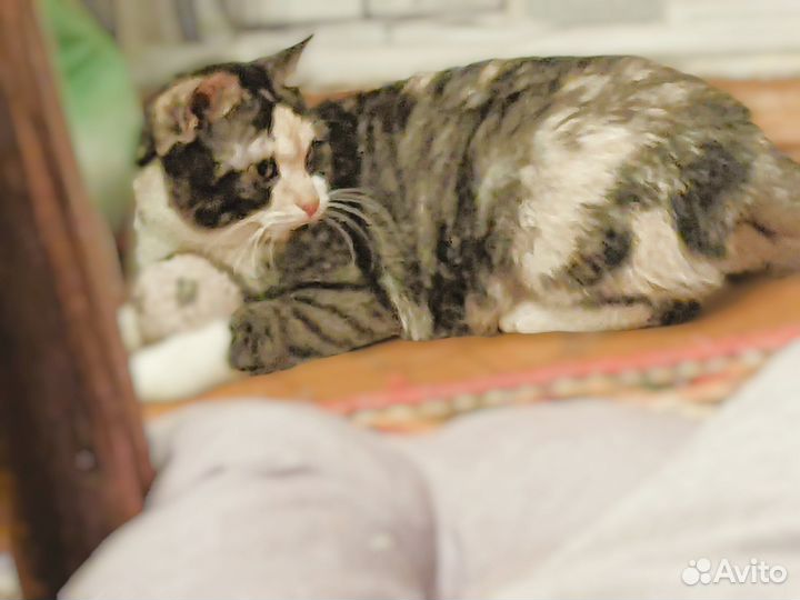 Клоунесса Лика