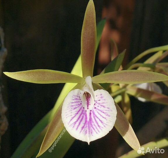 Орхидеи разные,больше растений в профиле