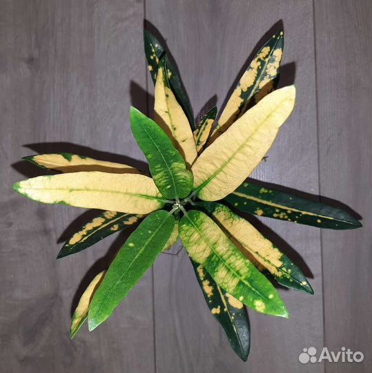 Кротоны сортовые