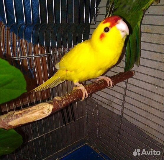 Какарик желтый выкормыш