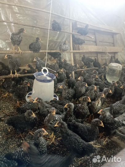 Петушки Доминант