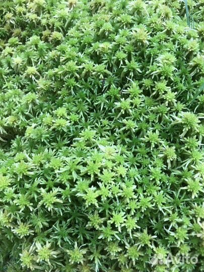 Мох Сфагнум