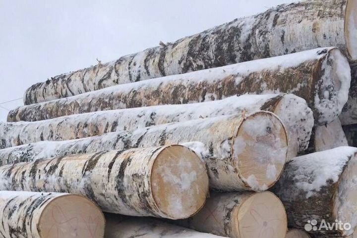 Лес кругляк береза