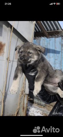 Щенки в добрые руки