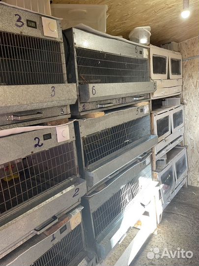 Брудеры для цыплят, утят, гусят, индюшат бу