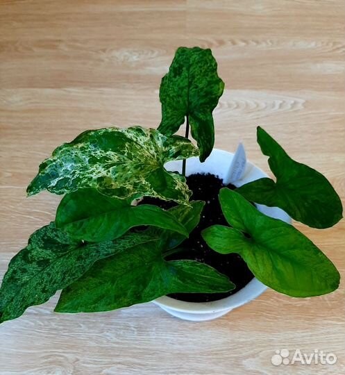 Сингониумы сортовые. Комнатные цветы