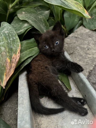 Отдаются в добрые ручки котята