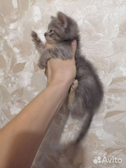 Пушистое сокровище