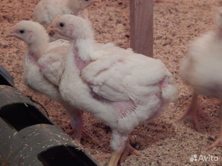 Подрощенные цыплята бройлера