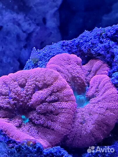 Кораллы, улитки для морского аквариума