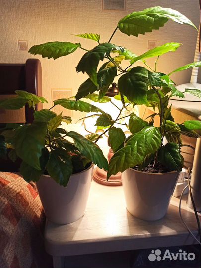 Сортовые гибискусы