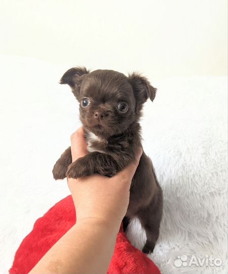 Мини девочка чихуахуа