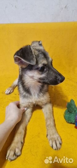 Щегок-девочка в добрые руки