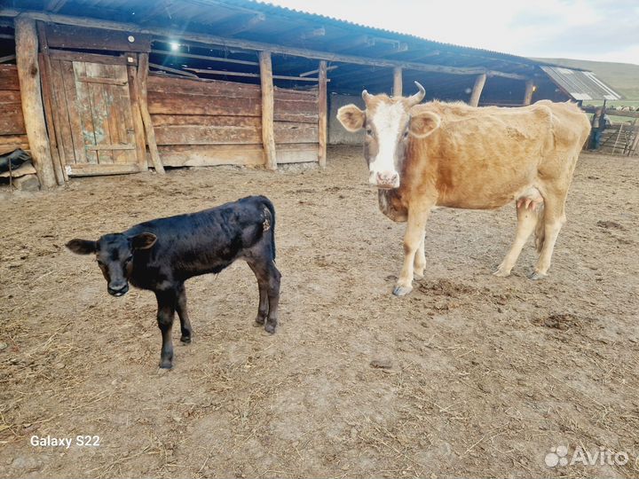 Корова с теленком