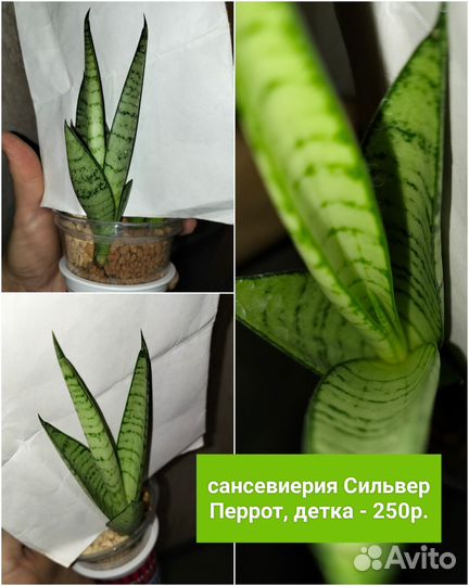Сансевиерии сортовые