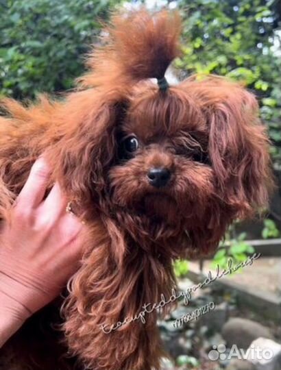 Вязка Chen Teacup Teddy Poodle micro