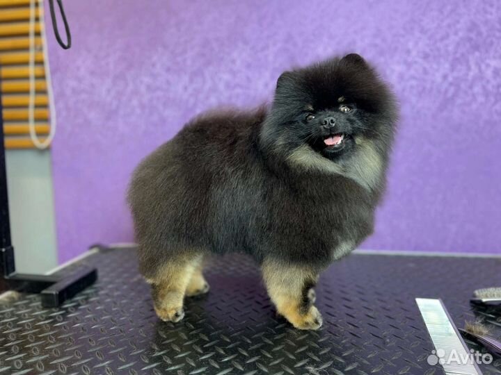 Баки - Померанский шпиц