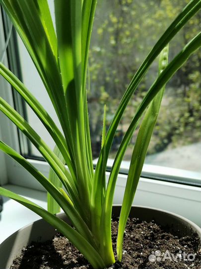 Пальма панданус