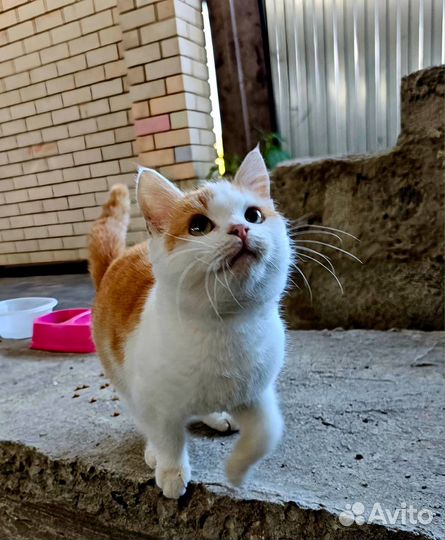Котенок в дар бесплатно