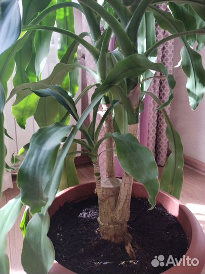 Драцена душистая