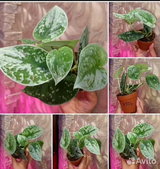 Сциндапсус эпипремнум в ассортименте