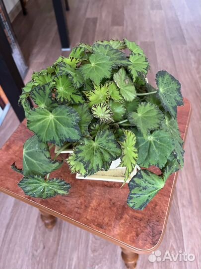 Домашние цветы