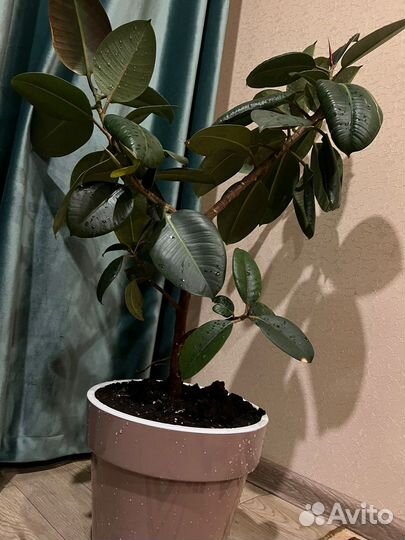 Фикус каучуконосный