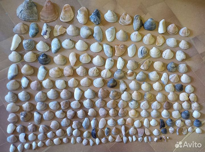 Ракушки и камни для украшения