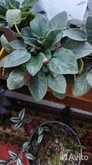 Сортовые фиалки