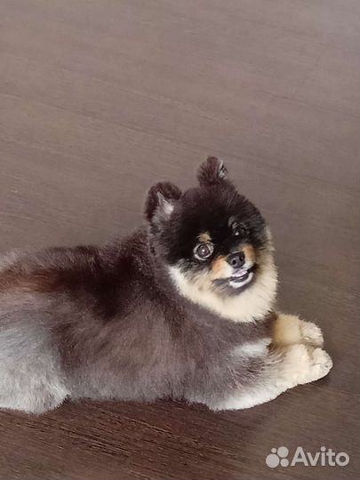 Стрижка собак и кошек