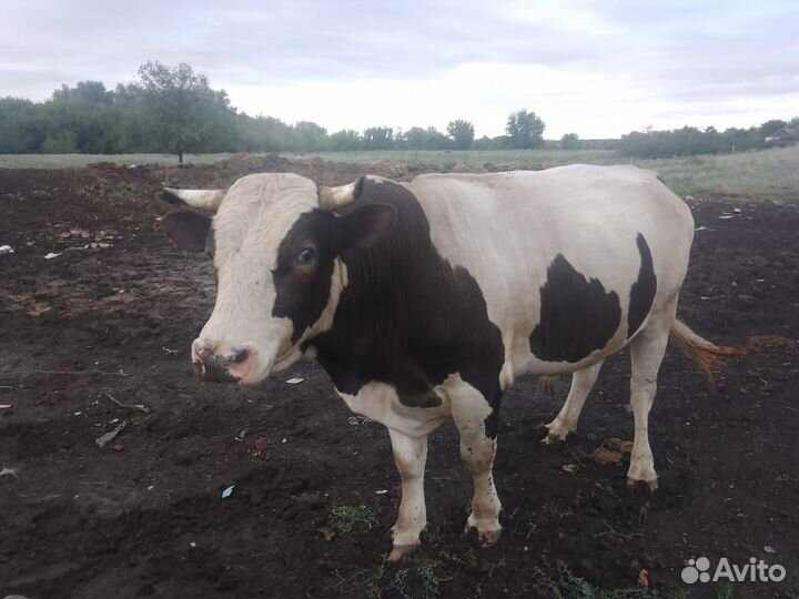 Быки на племя