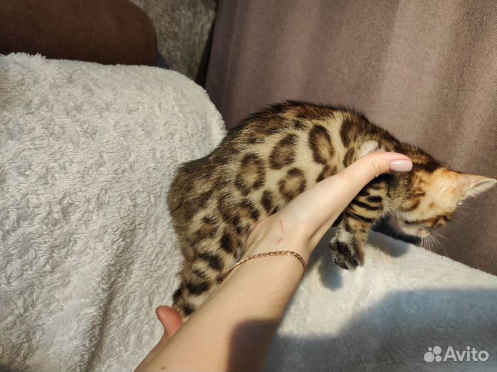 Бенгальские котята
