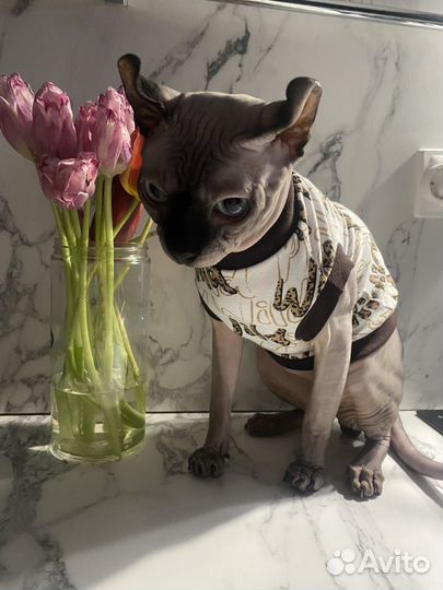 Котята сфинкс эльф вязка