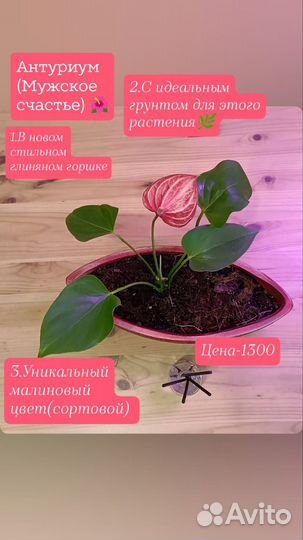 Антуриум мужское счастье