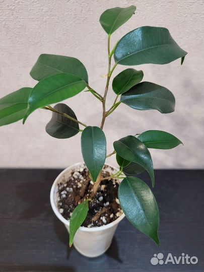 Комнатные цветы