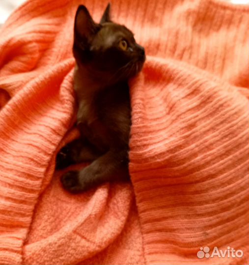 Котята бурманские