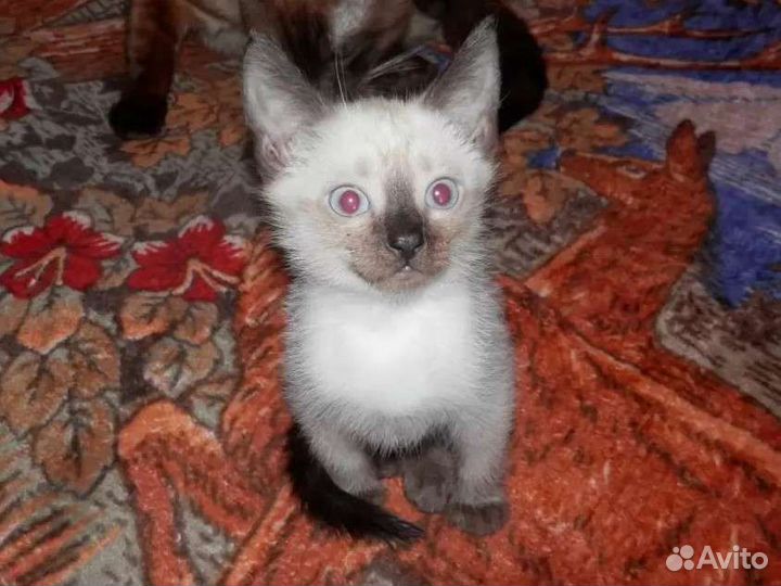 Самые лучшие айкоты