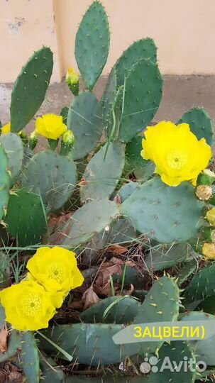 Кактус Опунция