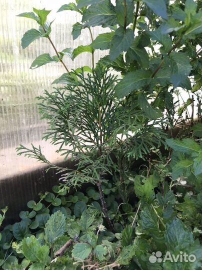 Туя даника саженцы